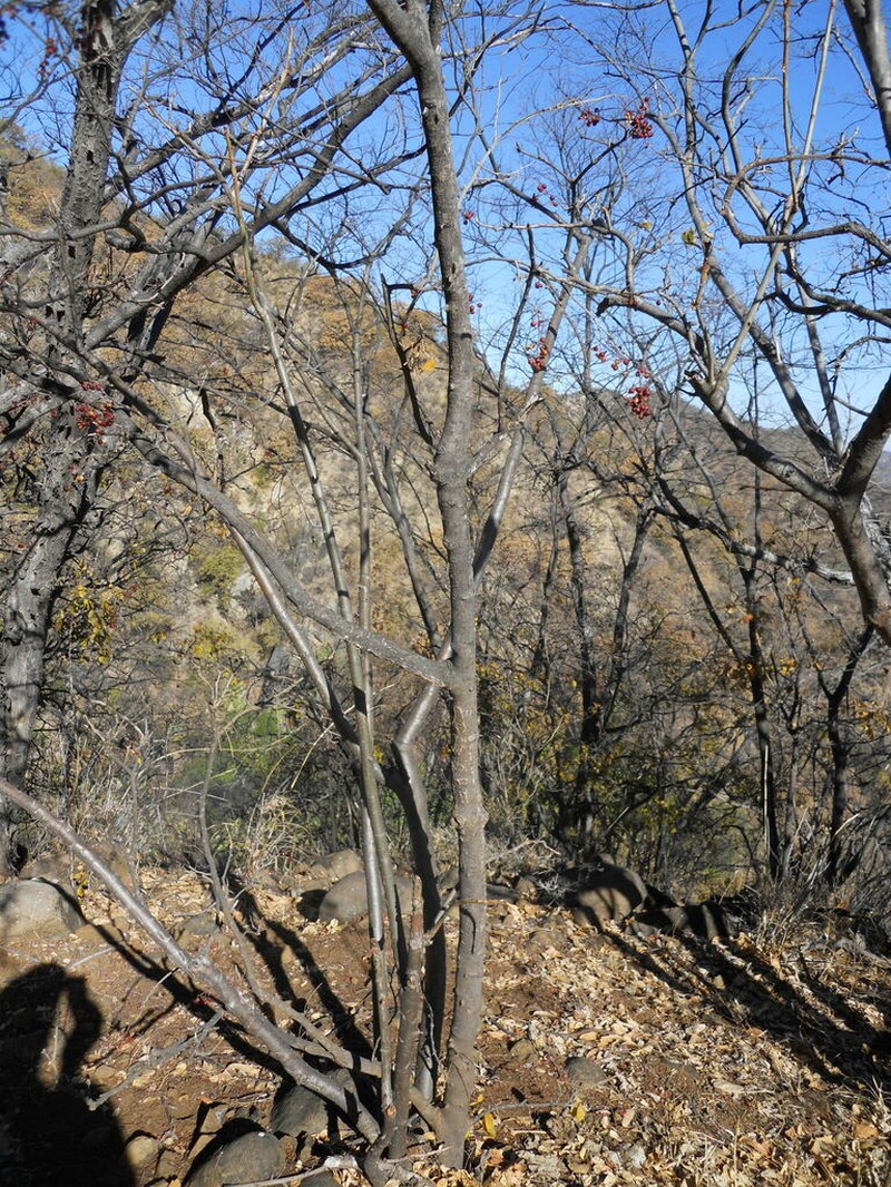 Rhus tepetate photo 8