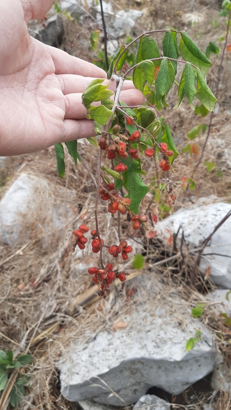 Rhus terebinthifolia