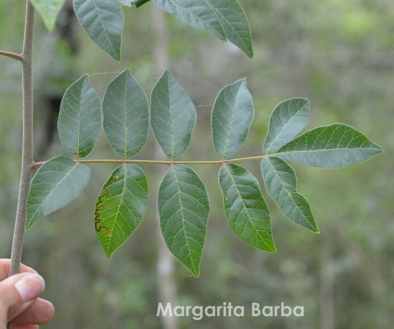 Rhus terebinthifolia photo 2