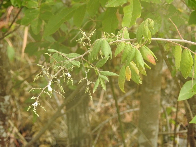 Rhus terebinthifolia photo 3
