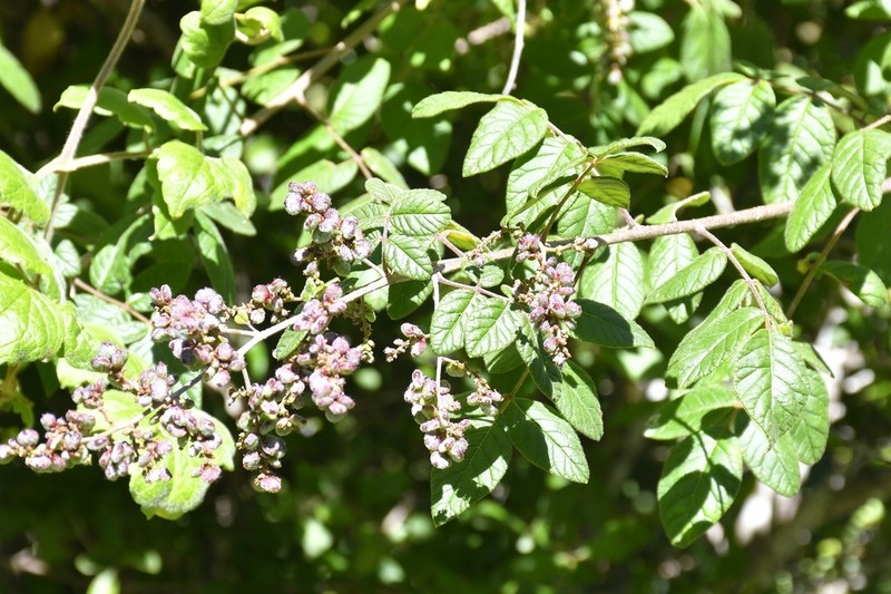 Rhus terebinthifolia photo 4