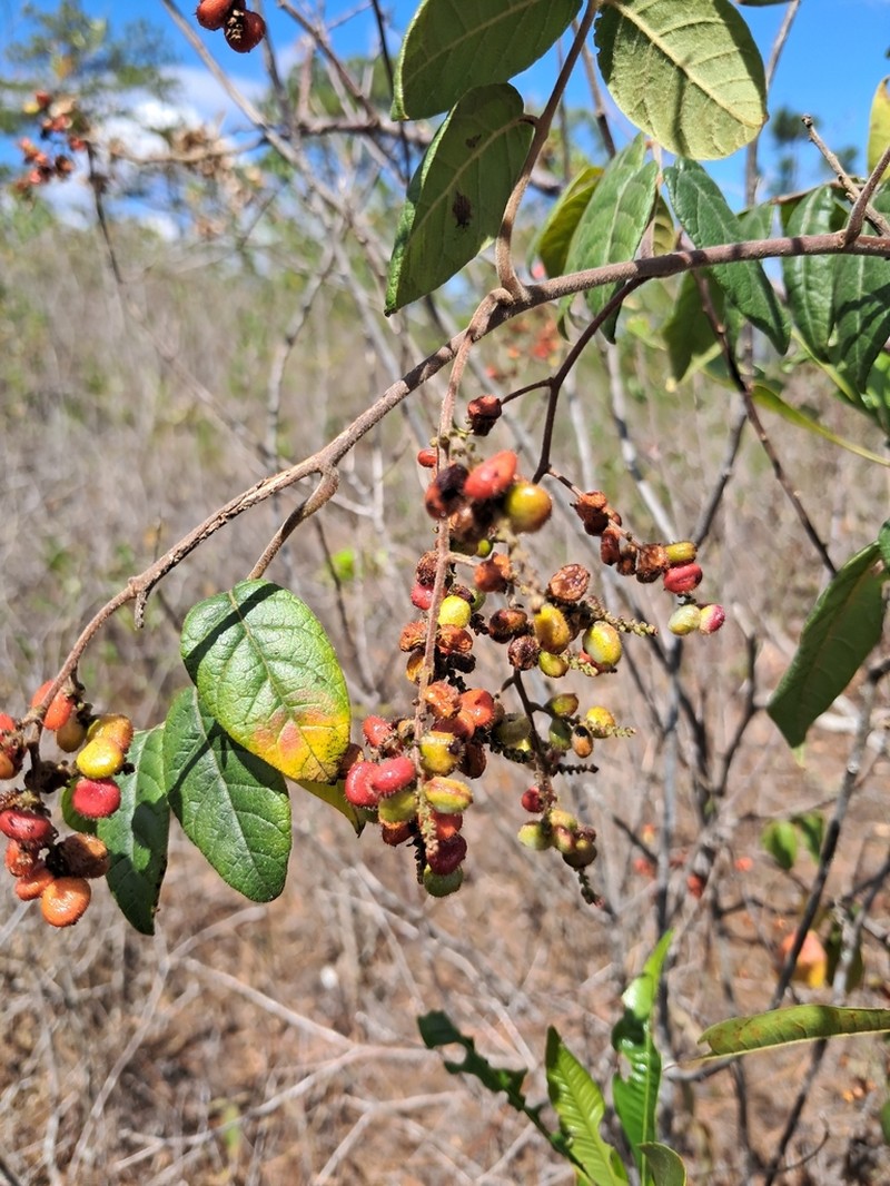 Rhus terebinthifolia photo 5