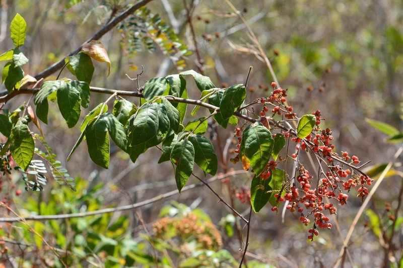 Rhus terebinthifolia photo 6