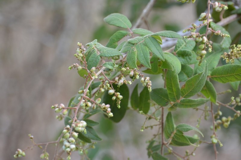 Rhus terebinthifolia photo 7