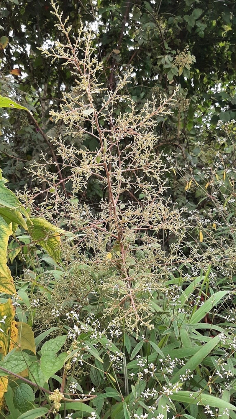 Rhus terebinthifolia photo 8