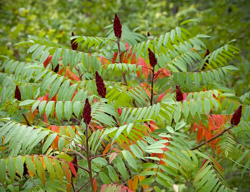 Staghorn Sumac
