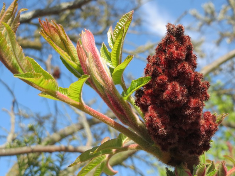 Staghorn Sumac photo 3