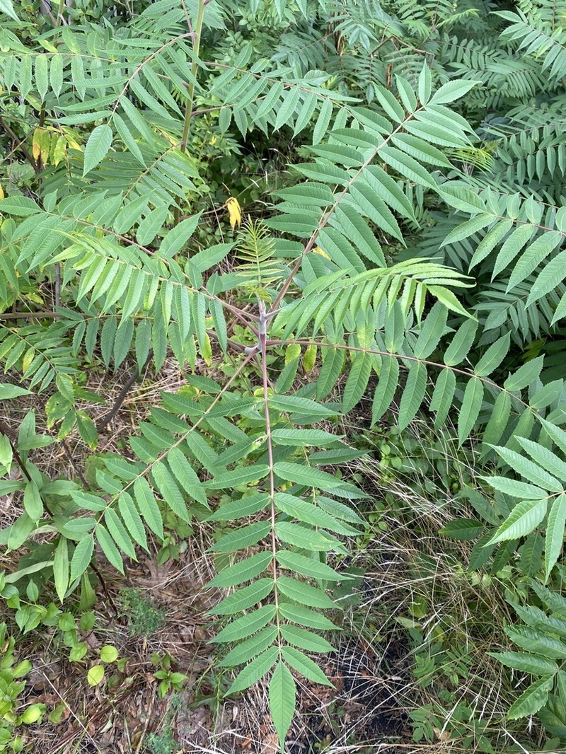 Staghorn Sumac photo 3