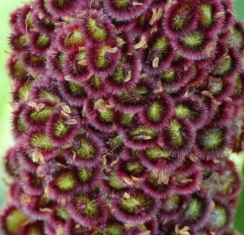 Staghorn Sumac photo 4