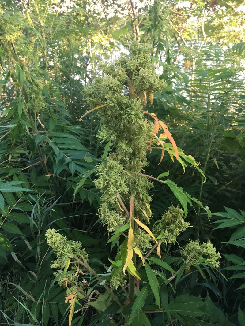 Staghorn Sumac photo 5