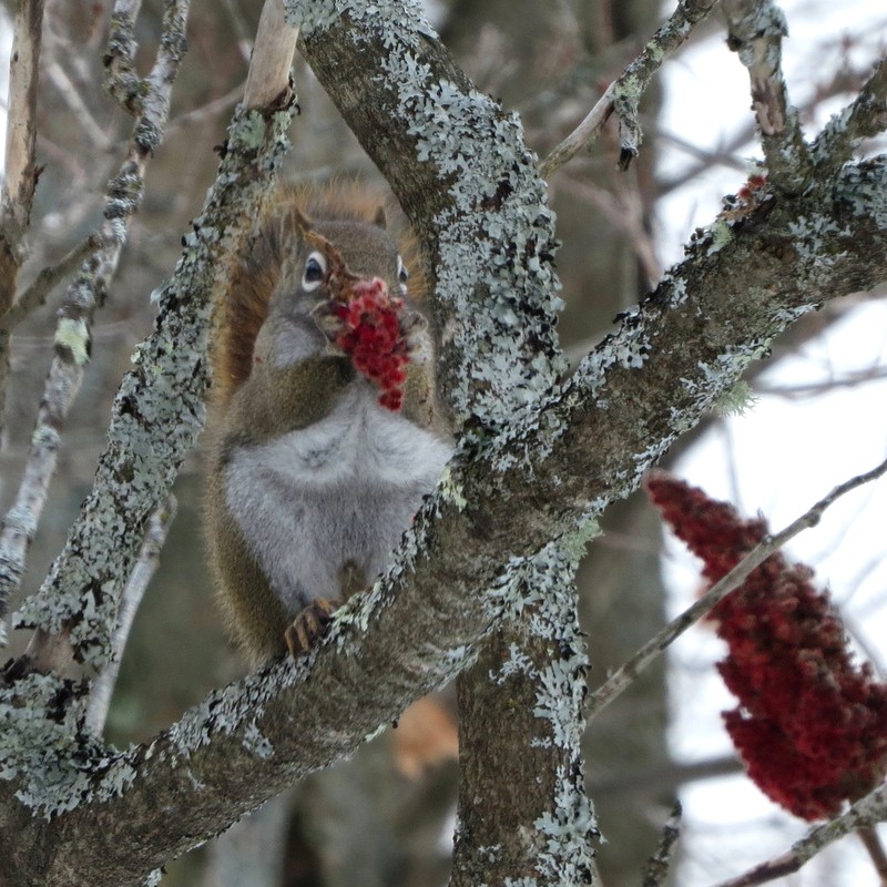 Staghorn Sumac photo 6
