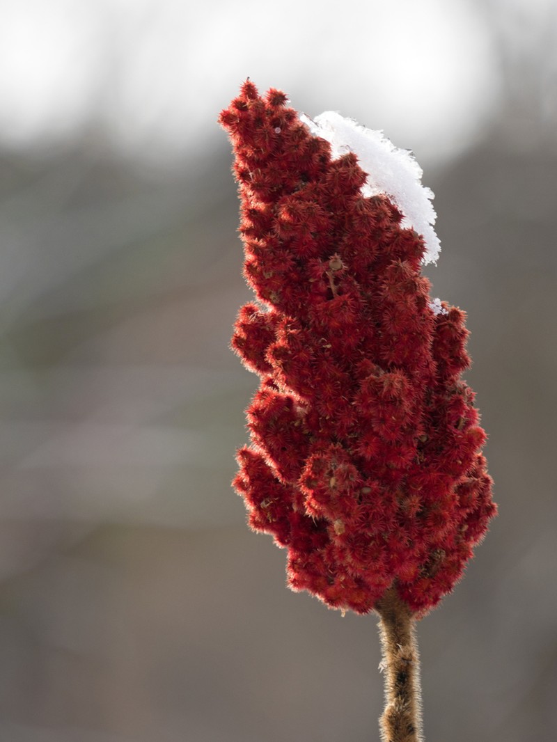 Staghorn Sumac photo 7