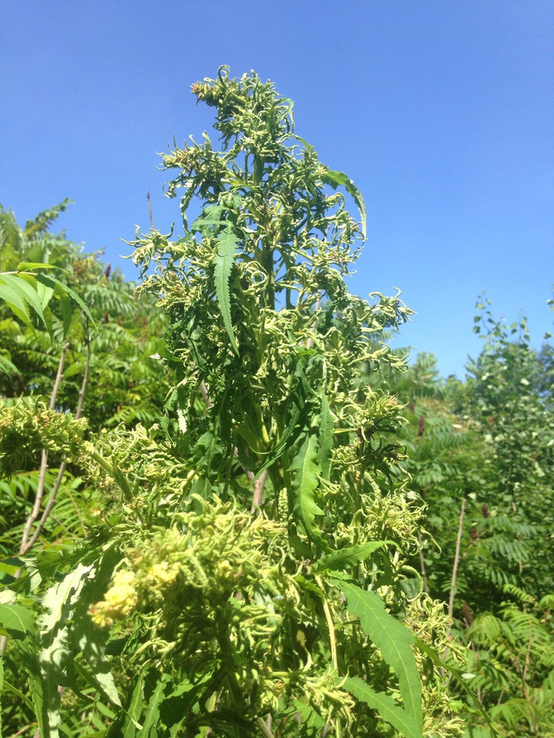 Staghorn Sumac photo 8