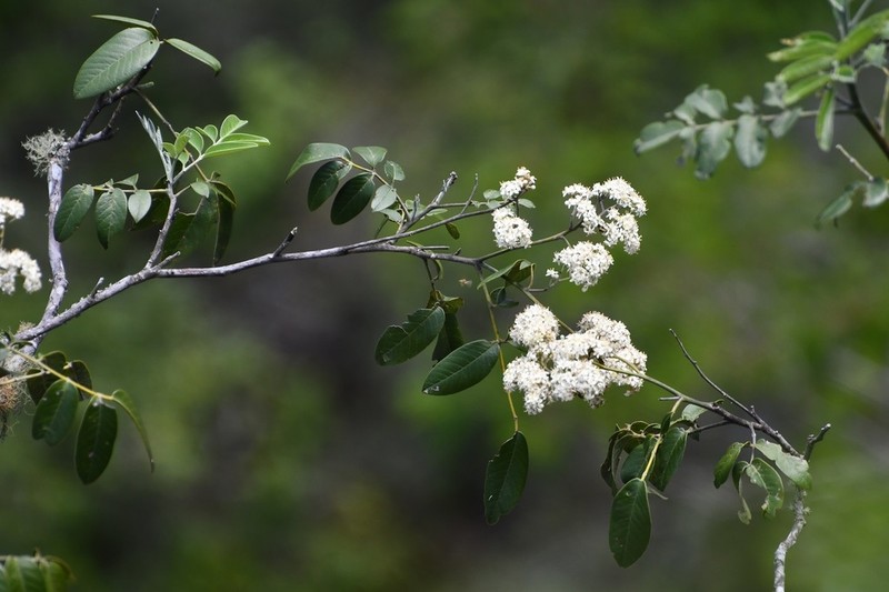 Rhus vestita photo 3