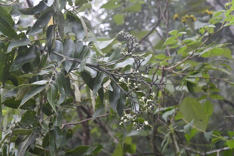 Rhus vestita photo 4