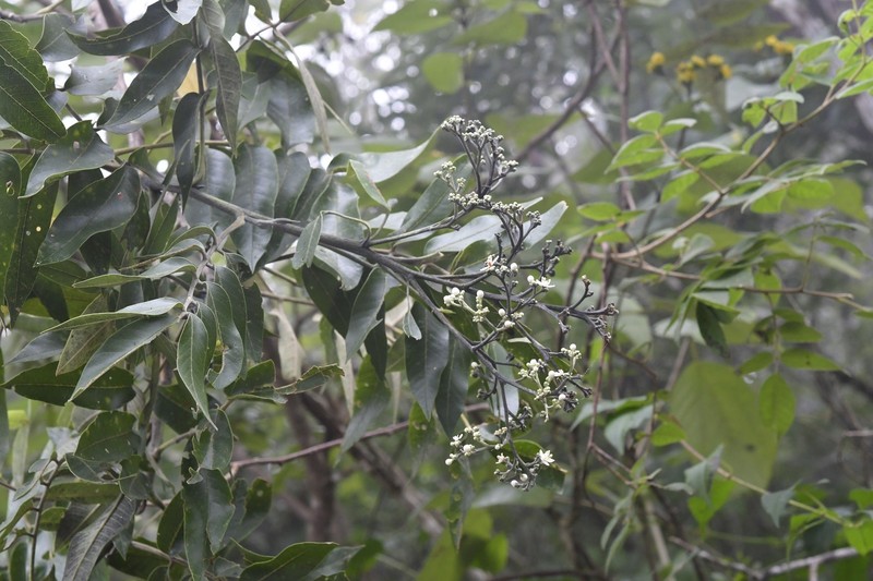 Rhus vestita photo 5