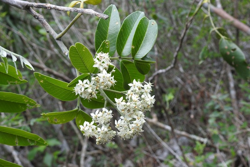 Rhus vestita photo 8