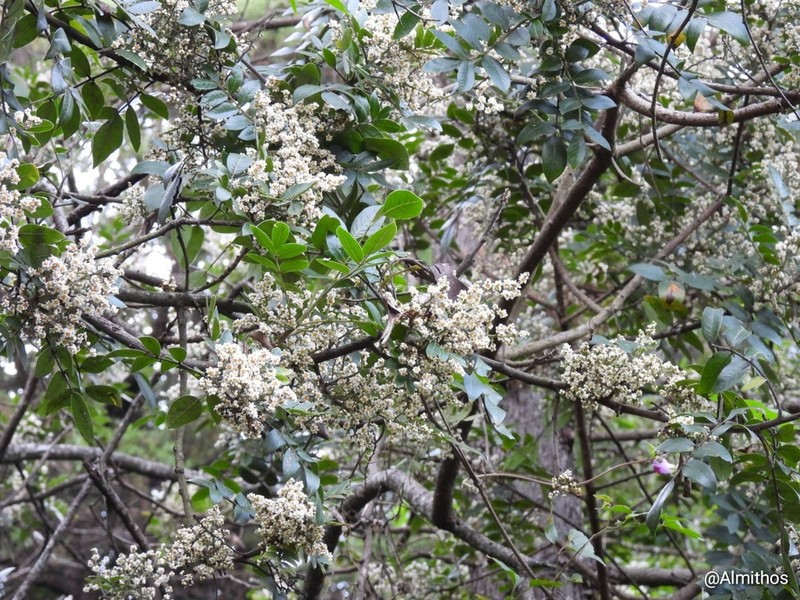 Evergreen Sumac