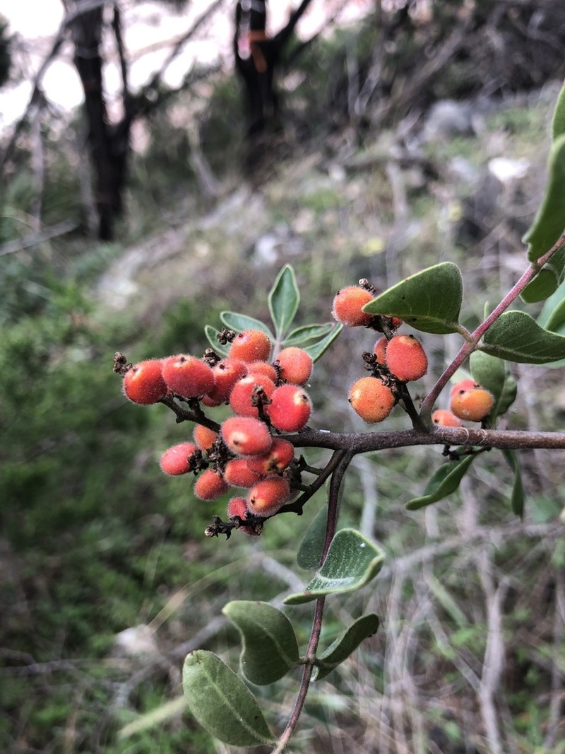 Evergreen Sumac photo 2
