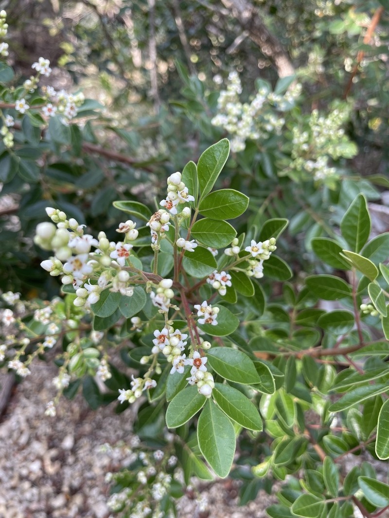 Evergreen Sumac photo 4