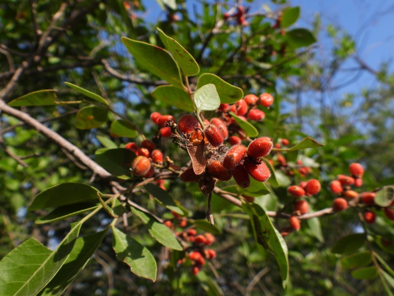 Evergreen Sumac photo 6