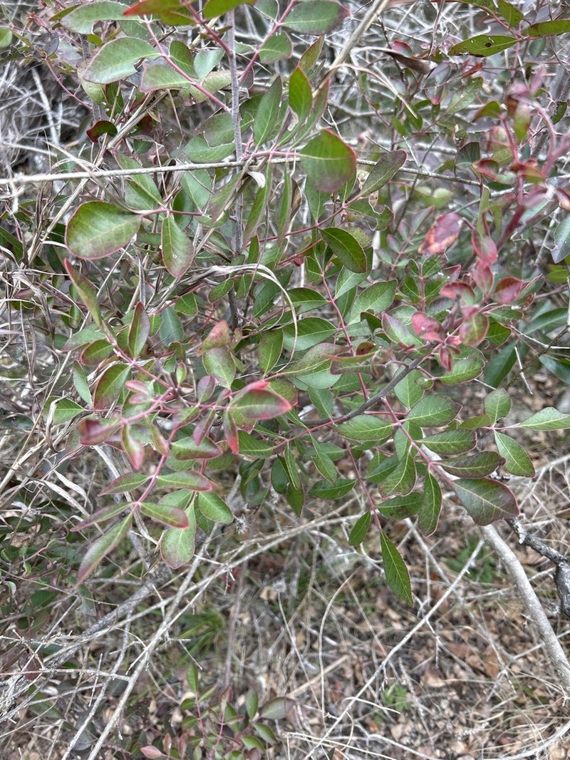 Evergreen Sumac photo 7