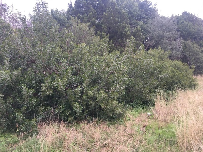 Evergreen Sumac photo 8
