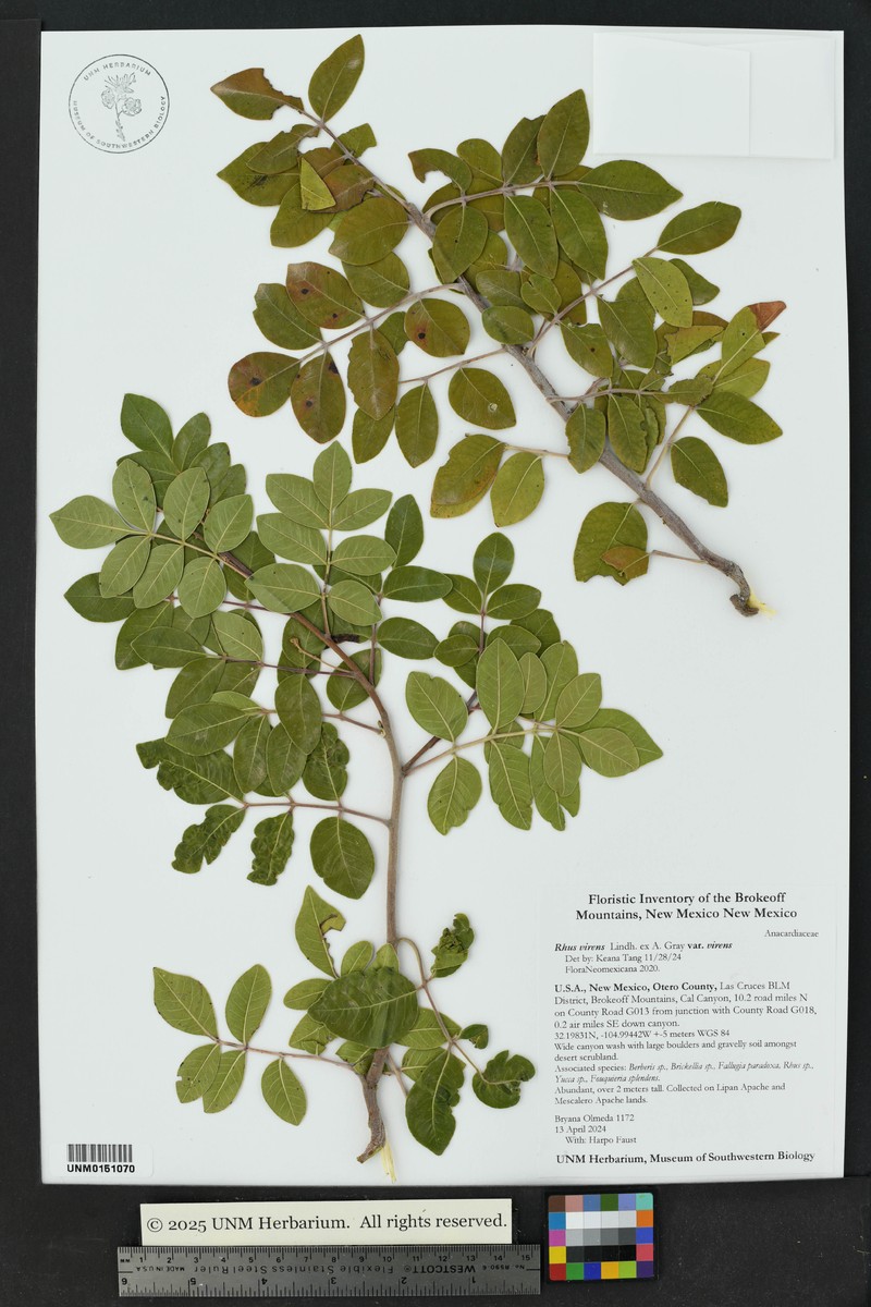 Rhus virens var. virens