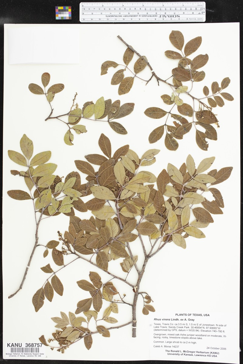 Rhus virens var. virens photo 2