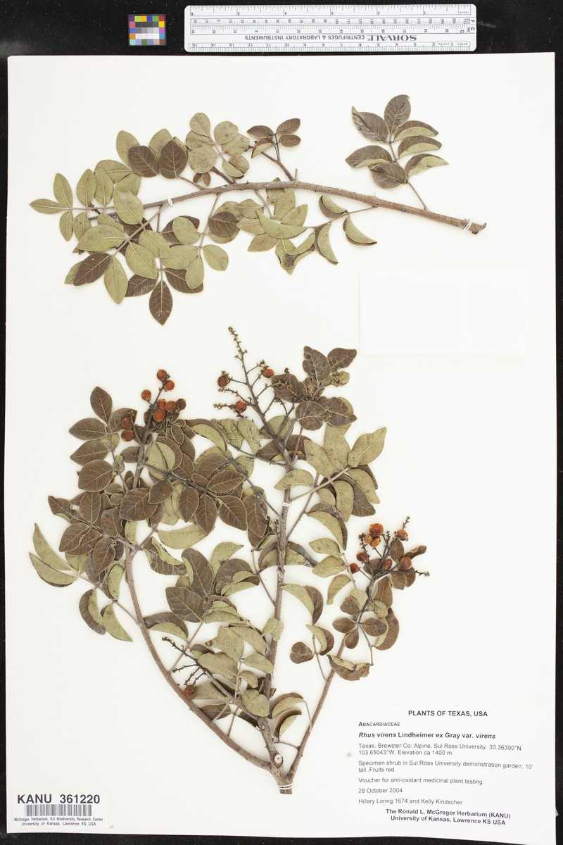 Rhus virens var. virens photo 3