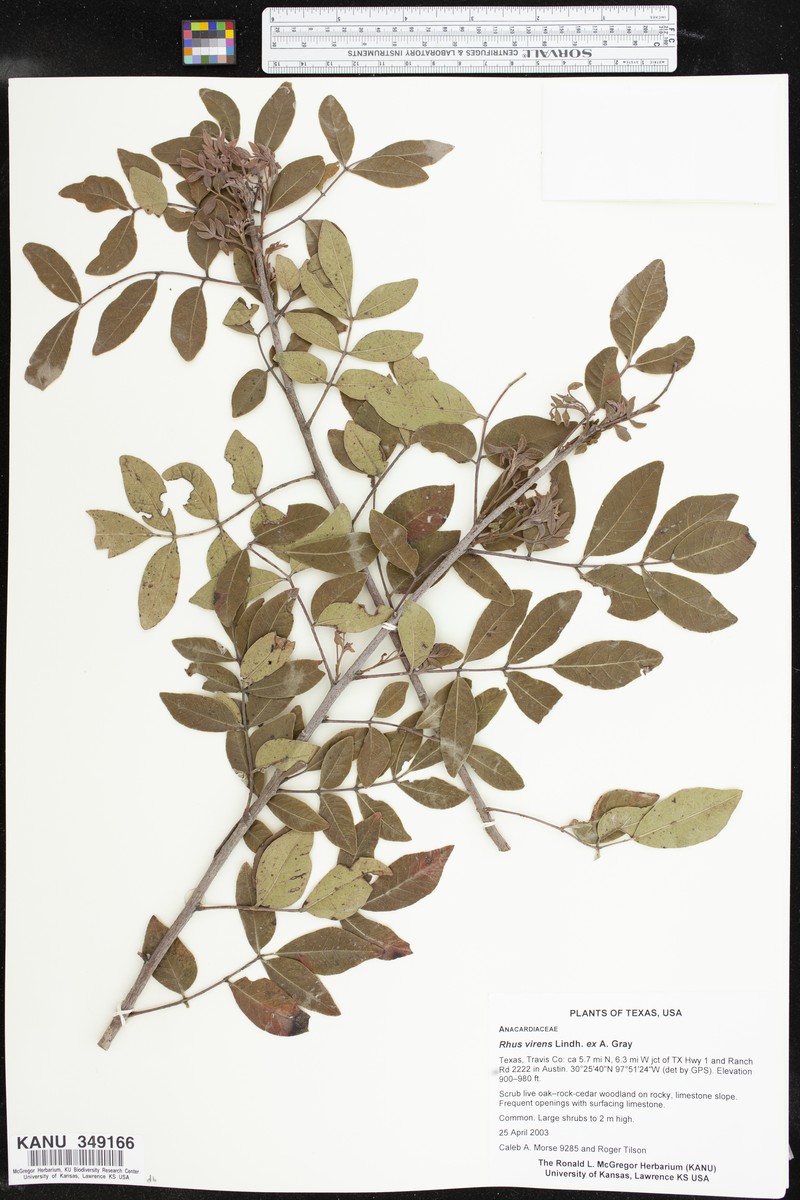 Rhus virens var. virens photo 4