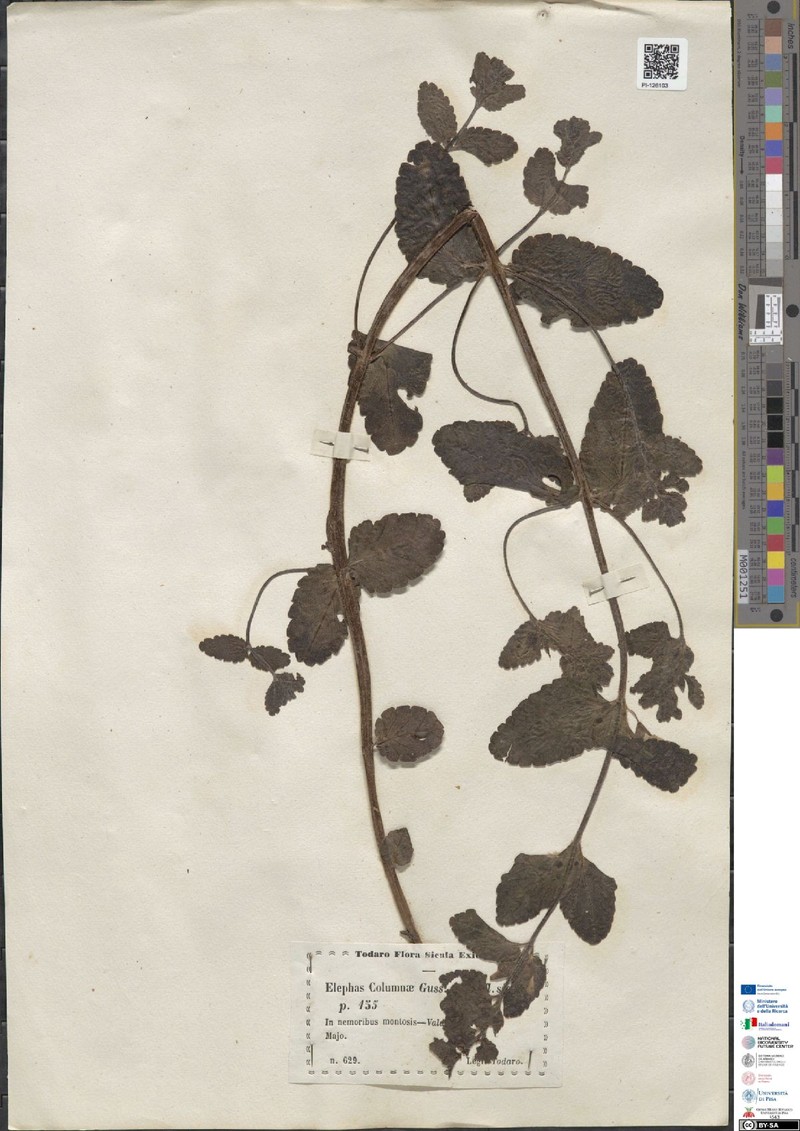 Rhynchocorys elephas subsp. elephas