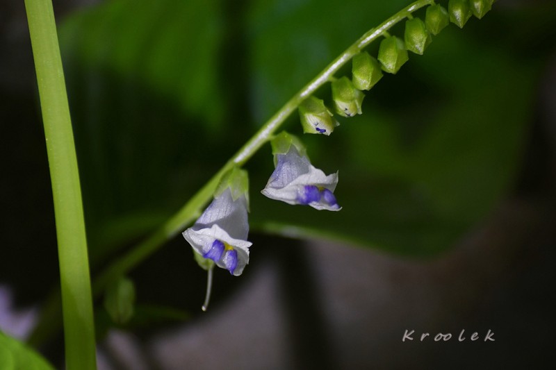 Rhynchoglossum ausculum photo 3