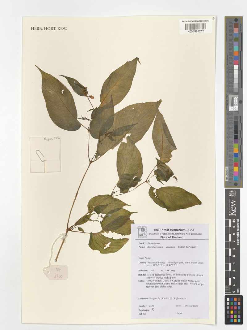 Rhynchoglossum ausculum photo 5