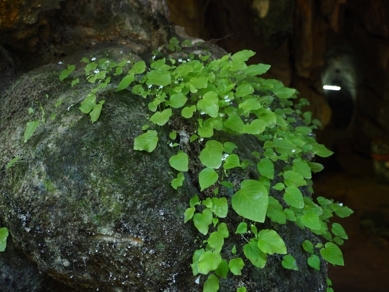 Rhynchoglossum mirabilis