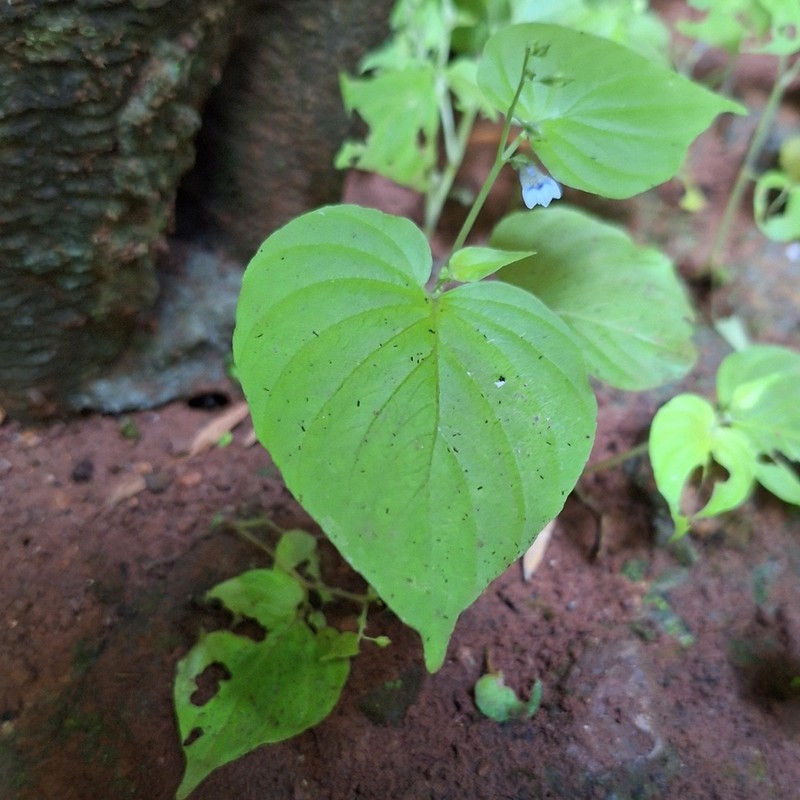 Rhynchoglossum mirabilis photo 2