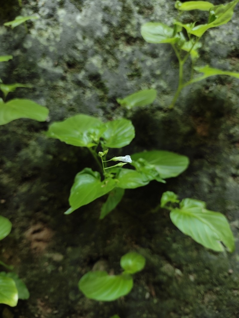 Rhynchoglossum mirabilis photo 3