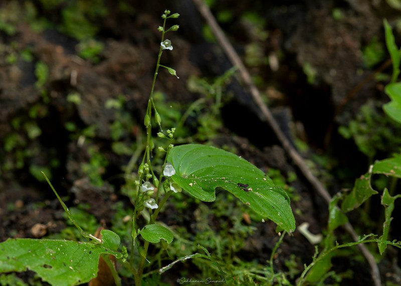 Rhynchoglossum mirabilis photo 4