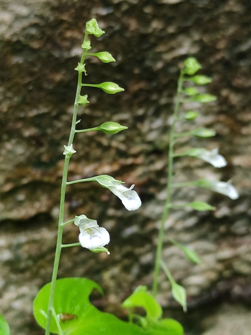 Rhynchoglossum mirabilis photo 5