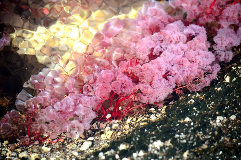 Rhyncholacis clavigera photo 3