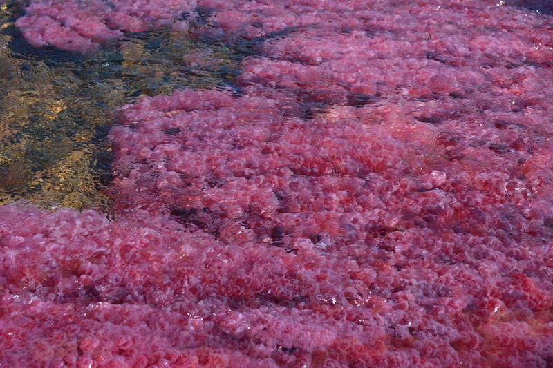 Rhyncholacis clavigera photo 5