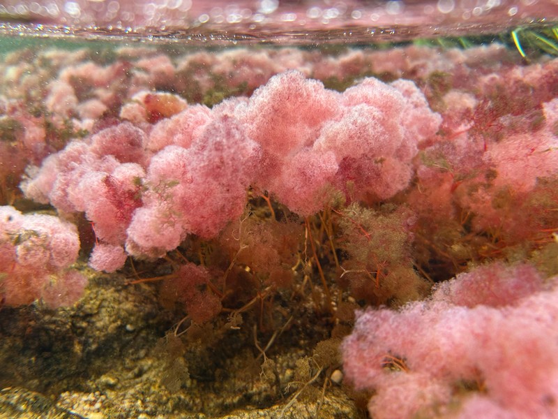 Rhyncholacis clavigera photo 6