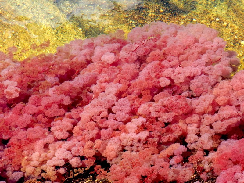 Rhyncholacis clavigera photo 7