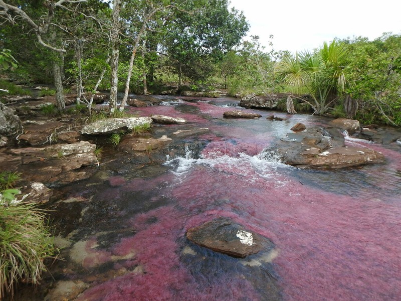 Rhyncholacis clavigera photo 8