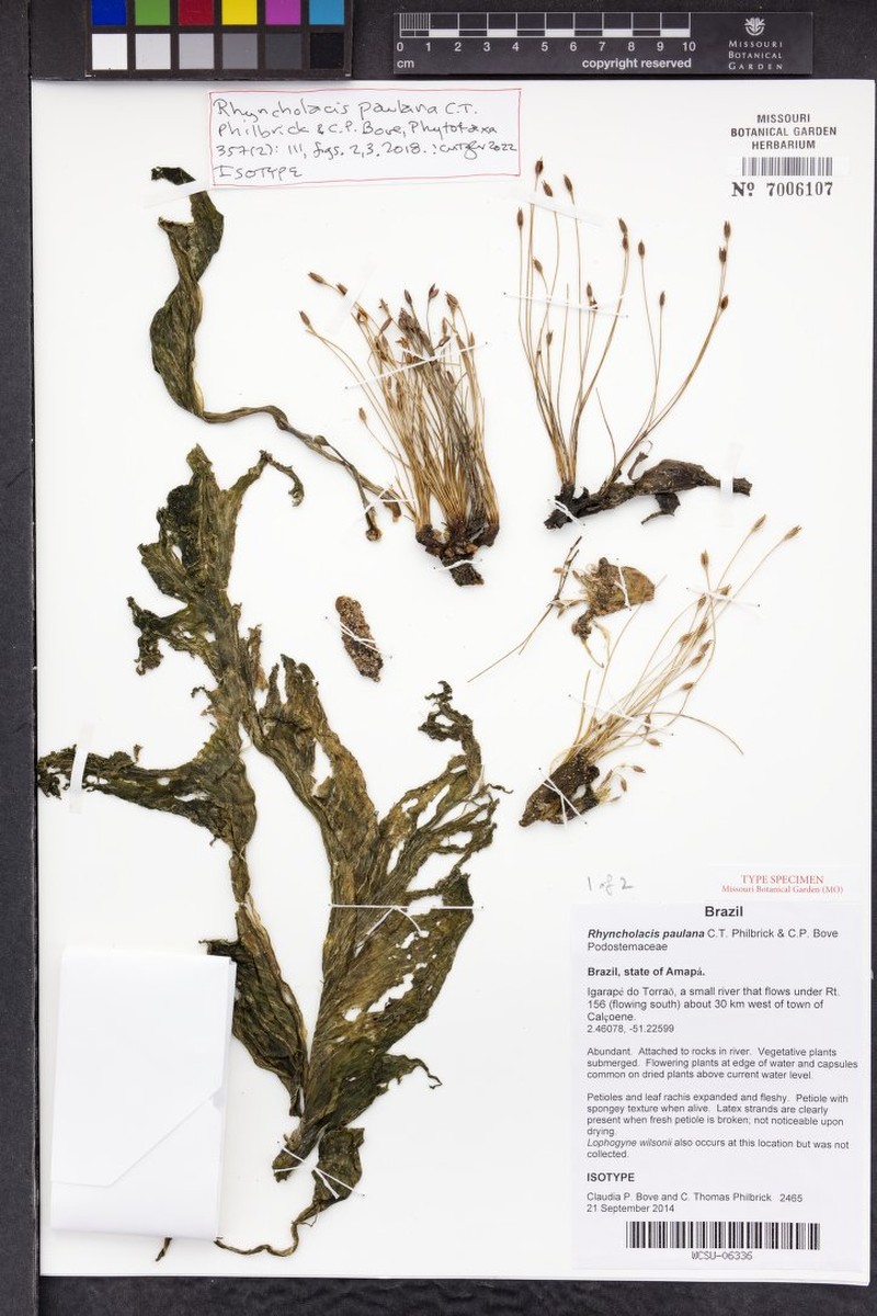 Rhyncholacis paulana