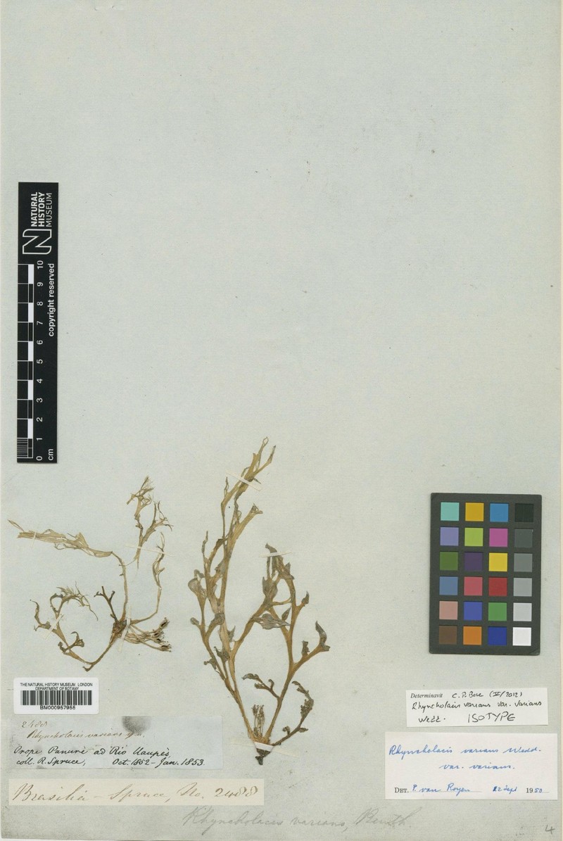 Rhyncholacis varians var. varians