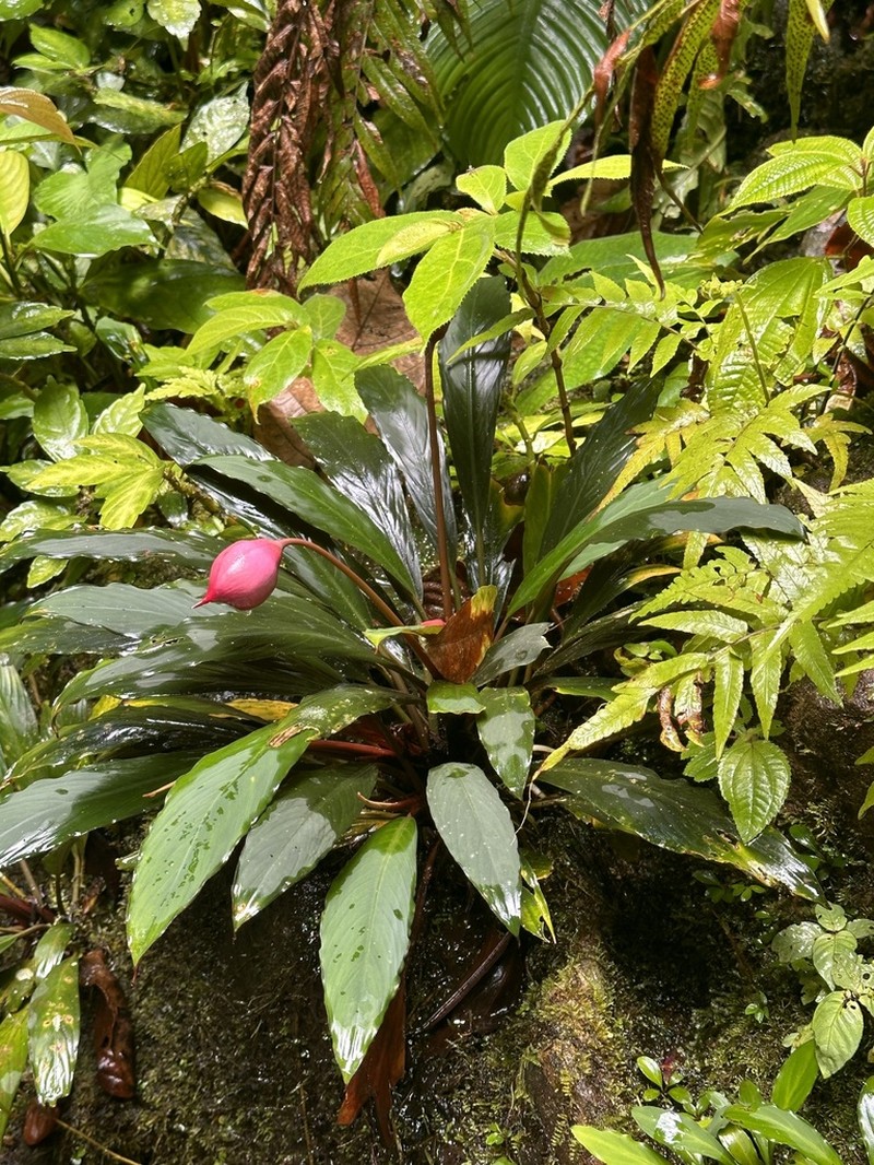 Rhynchopyle loi photo 4