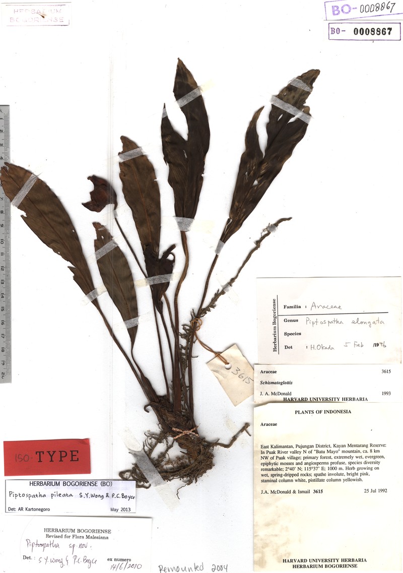 Rhynchopyle pileata
