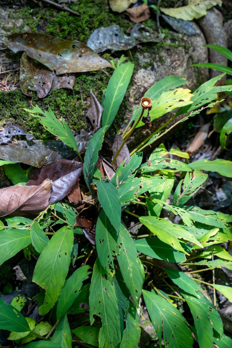 Rhynchopyle viridistigma
