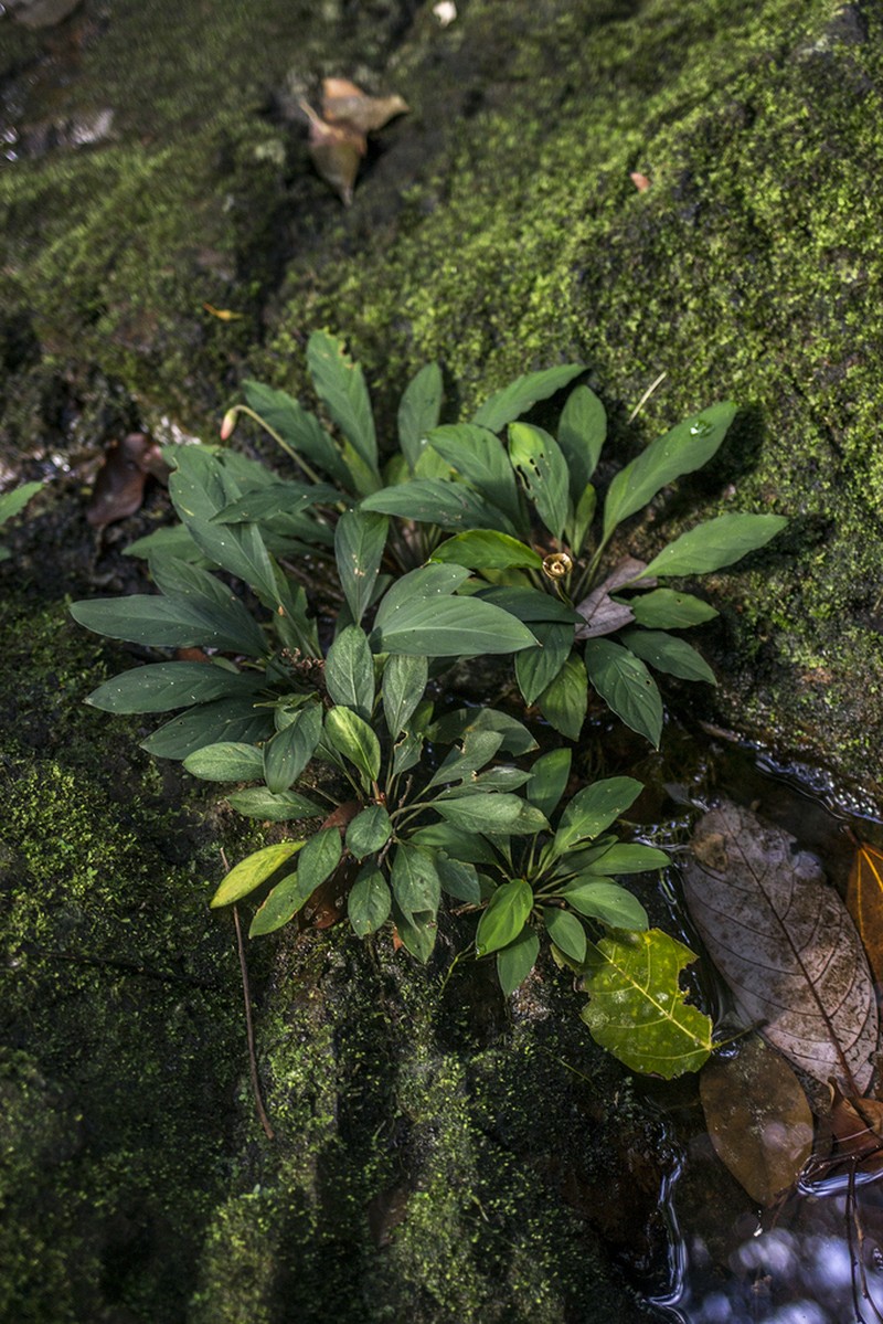 Rhynchopyle viridistigma photo 2